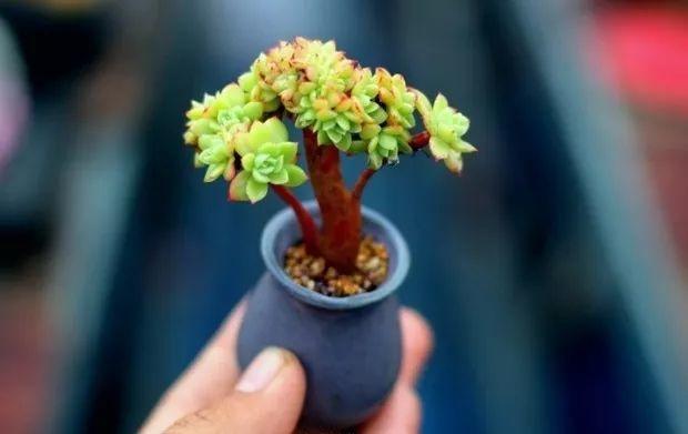 多肉餓著養，個個土肥圓，越矮越小越值錢！