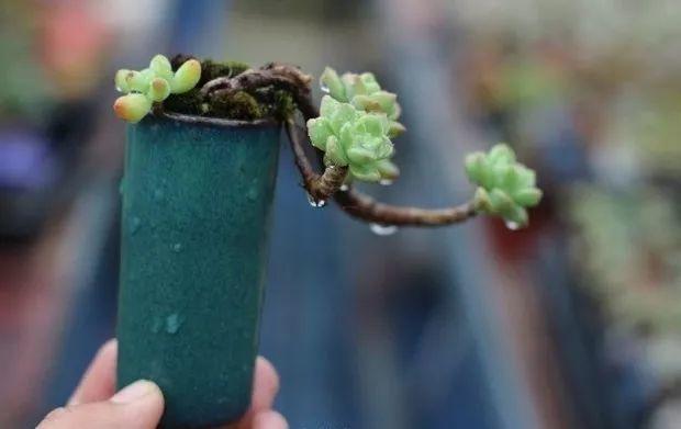 多肉餓著養，個個土肥圓，越矮越小越值錢！