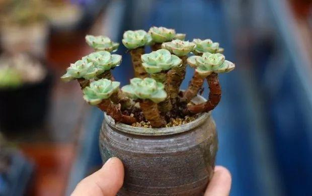 多肉餓著養，個個土肥圓，越矮越小越值錢！