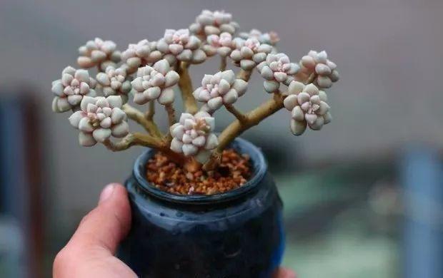 多肉餓著養，個個土肥圓，越矮越小越值錢！