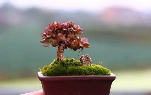 多肉餓著養，個個土肥圓，越矮越小越值錢！