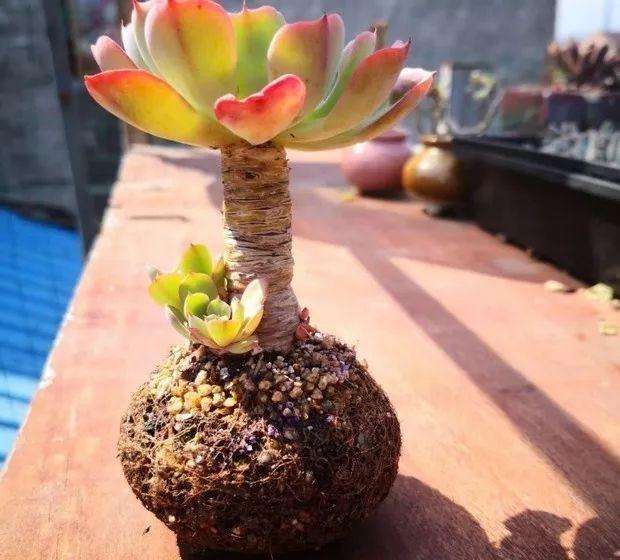 多肉餓著養，個個土肥圓，越矮越小越值錢！