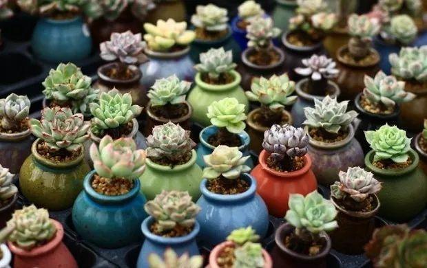 多肉餓著養，個個土肥圓，越矮越小越值錢！