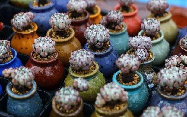 多肉餓著養，個個土肥圓，越矮越小越值錢！