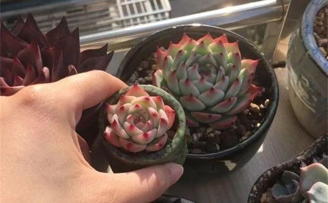 多肉餓著養，個個土肥圓，越矮越小越值錢！