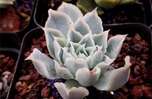 多肉餓著養，個個土肥圓，越矮越小越值錢！