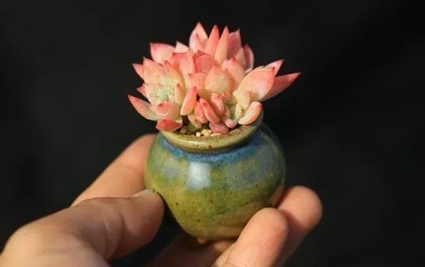 多肉餓著養，個個土肥圓，越矮越小越值錢！