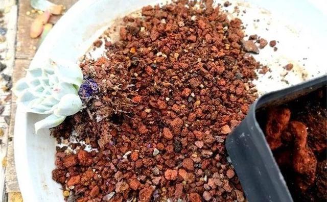 多肉餓著養，個個土肥圓，越矮越小越值錢！