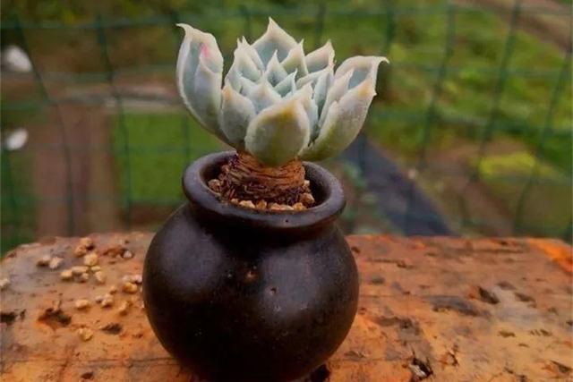 多肉餓著養，個個土肥圓，越矮越小越值錢！