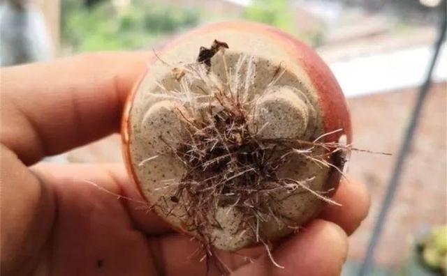 多肉餓著養，個個土肥圓，越矮越小越值錢！