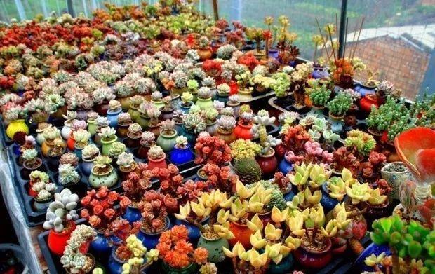 多肉餓著養，個個土肥圓，越矮越小越值錢！