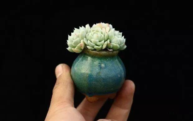 多肉餓著養，個個土肥圓，越矮越小越值錢！