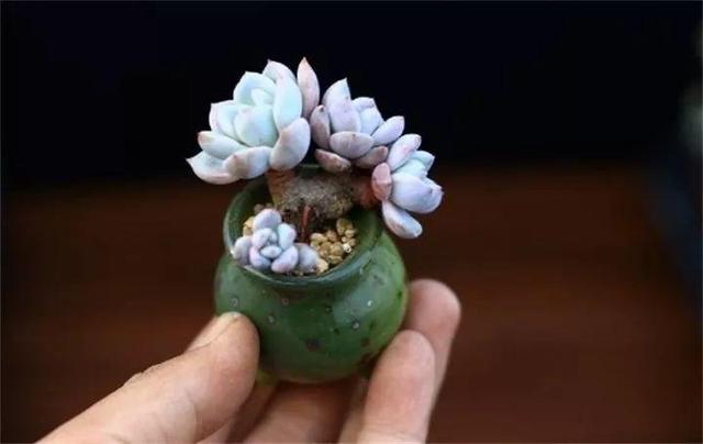 多肉餓著養，個個土肥圓，越矮越小越值錢！