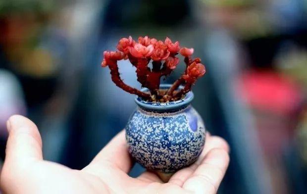 多肉餓著養，個個土肥圓，越矮越小越值錢！