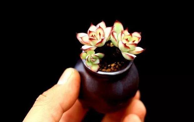 多肉餓著養，個個土肥圓，越矮越小越值錢！