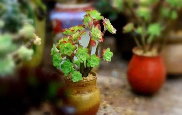 多肉餓著養，個個土肥圓，越矮越小越值錢！