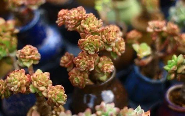 多肉餓著養，個個土肥圓，越矮越小越值錢！