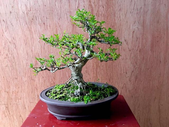 以古樸“風姿”獨領青睞，對節白蠟盆景“造型”最重要，你會嗎？