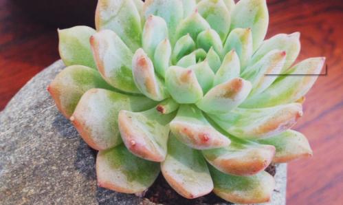 多肉開花後怎麼處理，不要猶豫，直接剪掉，防止養分流失