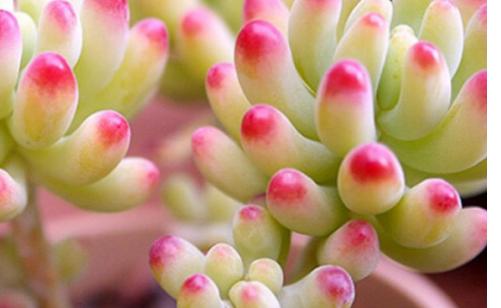 多肉開花後怎麼處理，不要猶豫，直接剪掉，防止養分流失