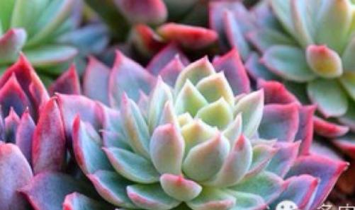 多肉開花後怎麼處理，不要猶豫，直接剪掉，防止養分流失