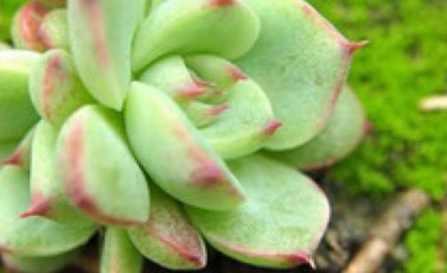 多肉開花後怎麼處理，不要猶豫，直接剪掉，防止養分流失