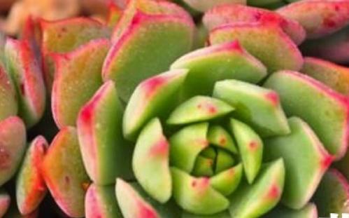 多肉開花後怎麼處理，不要猶豫，直接剪掉，防止養分流失