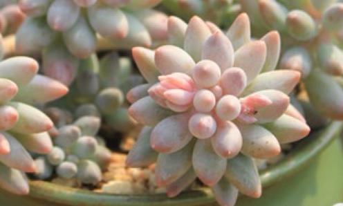 多肉開花後怎麼處理，不要猶豫，直接剪掉，防止養分流失