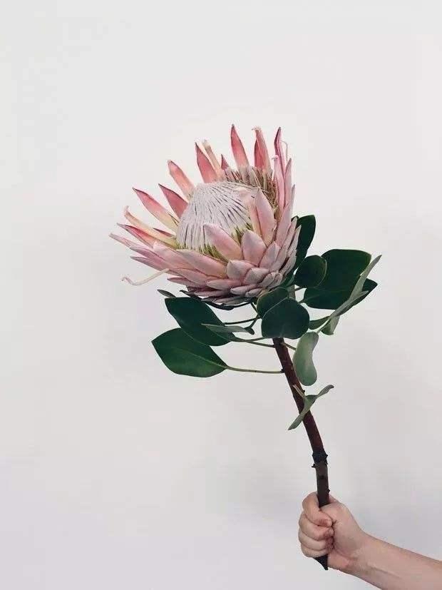 這花名字生猛霸氣，開起花來“沒完沒了”，生命力頑強，真皮實！