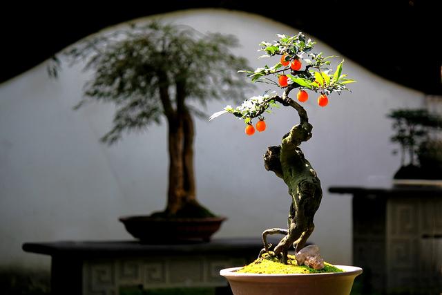 盆景本質就是“樹”，造型對修剪正確，就是大自然的縮影！