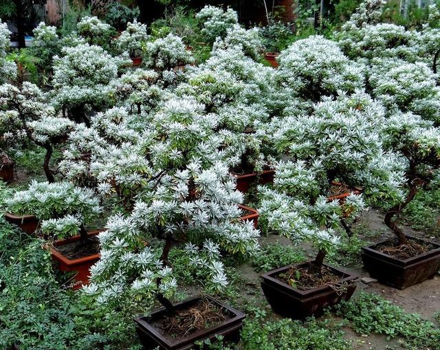 葉片似雪很少見，雪艾盆景色澤豐富，養一盆品位高！