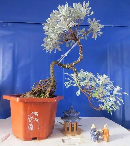 葉片似雪很少見，雪艾盆景色澤豐富，養一盆品位高！