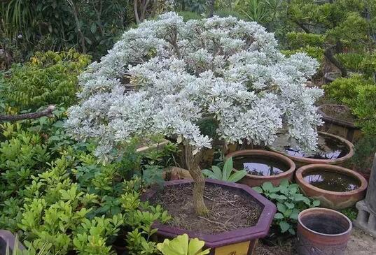 葉片似雪很少見，雪艾盆景色澤豐富，養一盆品位高！
