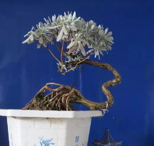 葉片似雪很少見，雪艾盆景色澤豐富，養一盆品位高！