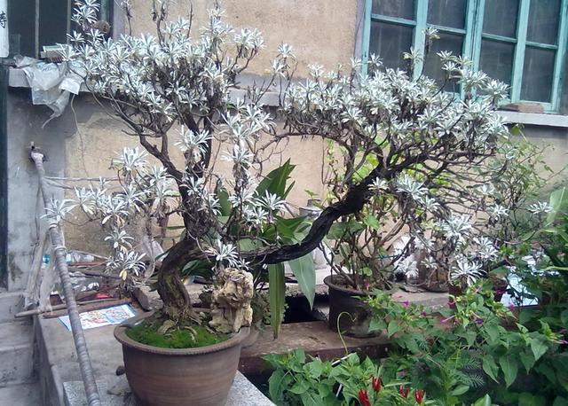 葉片似雪很少見，雪艾盆景色澤豐富，養一盆品位高！