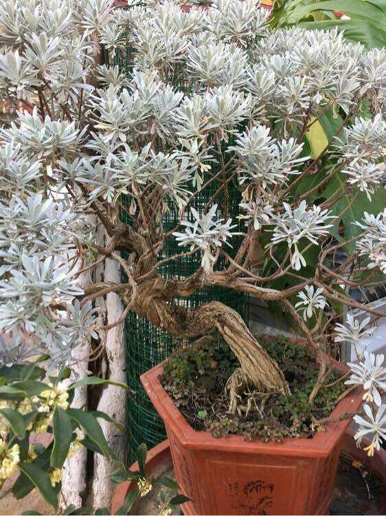 葉片似雪很少見，雪艾盆景色澤豐富，養一盆品位高！