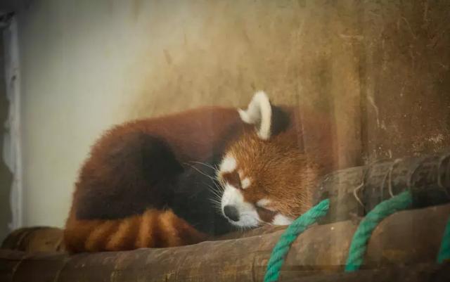 失眠睡不好，很可能因為你沒吃對食物