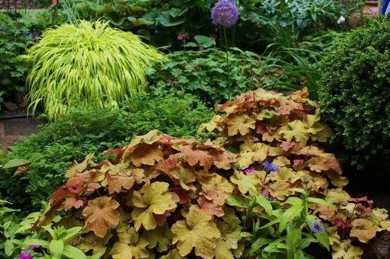 葉子比花還美的礬根，陽台養花首選，耐陰耐寒好養活！