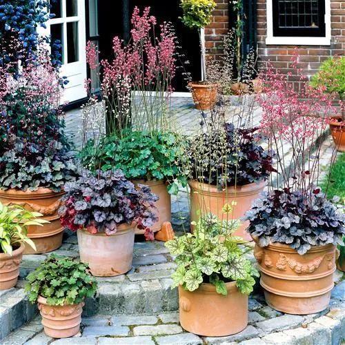 葉子比花還美的礬根，陽台養花首選，耐陰耐寒好養活！