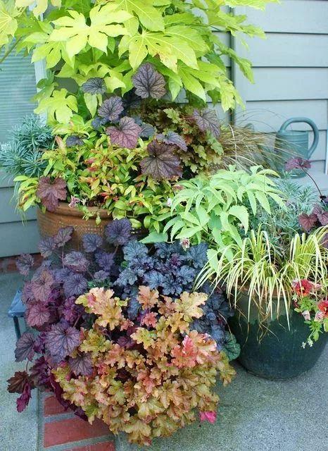 葉子比花還美的礬根，陽台養花首選，耐陰耐寒好養活！