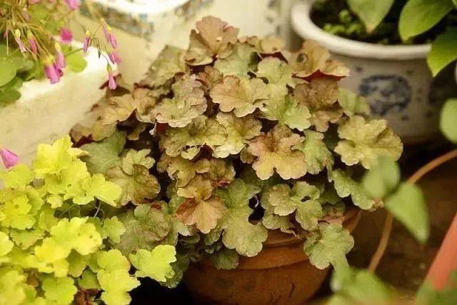 葉子比花還美的礬根，陽台養花首選，耐陰耐寒好養活！