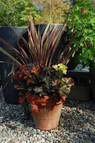 葉子比花還美的礬根，陽台養花首選，耐陰耐寒好養活！