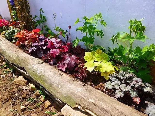 葉子比花還美的礬根，陽台養花首選，耐陰耐寒好養活！