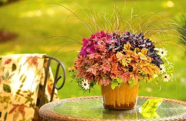 葉子比花還美的礬根，陽台養花首選，耐陰耐寒好養活！