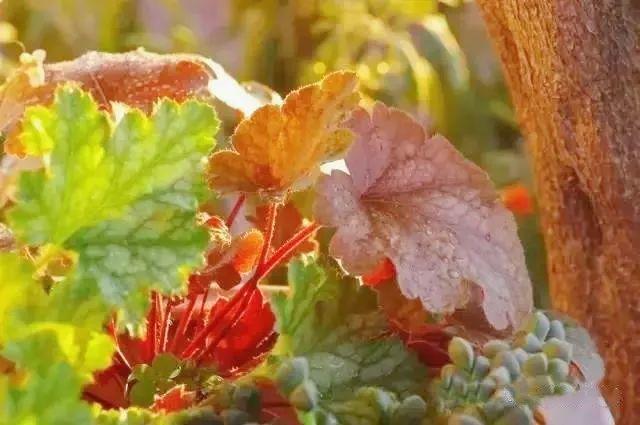 葉子比花還美的礬根，陽台養花首選，耐陰耐寒好養活！