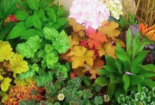 葉子比花還美的礬根，陽台養花首選，耐陰耐寒好養活！