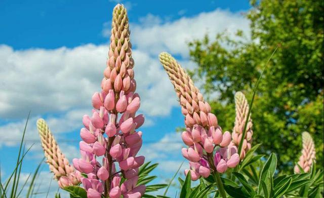 學會獨立才是最硬的靠山；相信自己的能力生活才會更自信！