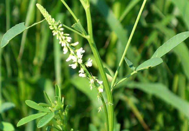 人與人認識靠機緣，心和心相知靠真誠！