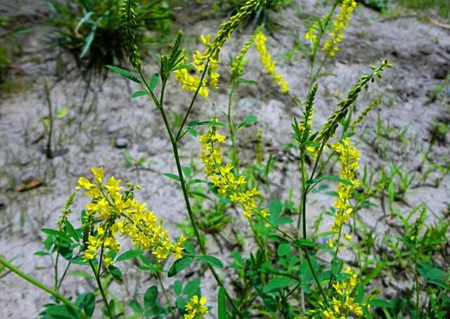 人與人認識靠機緣，心和心相知靠真誠！