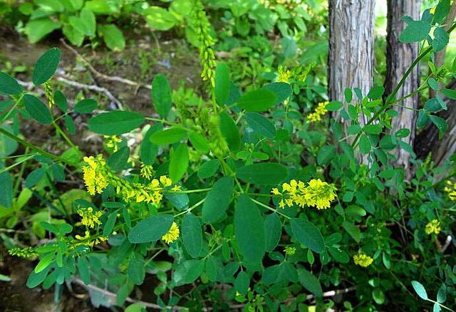 人與人認識靠機緣，心和心相知靠真誠！